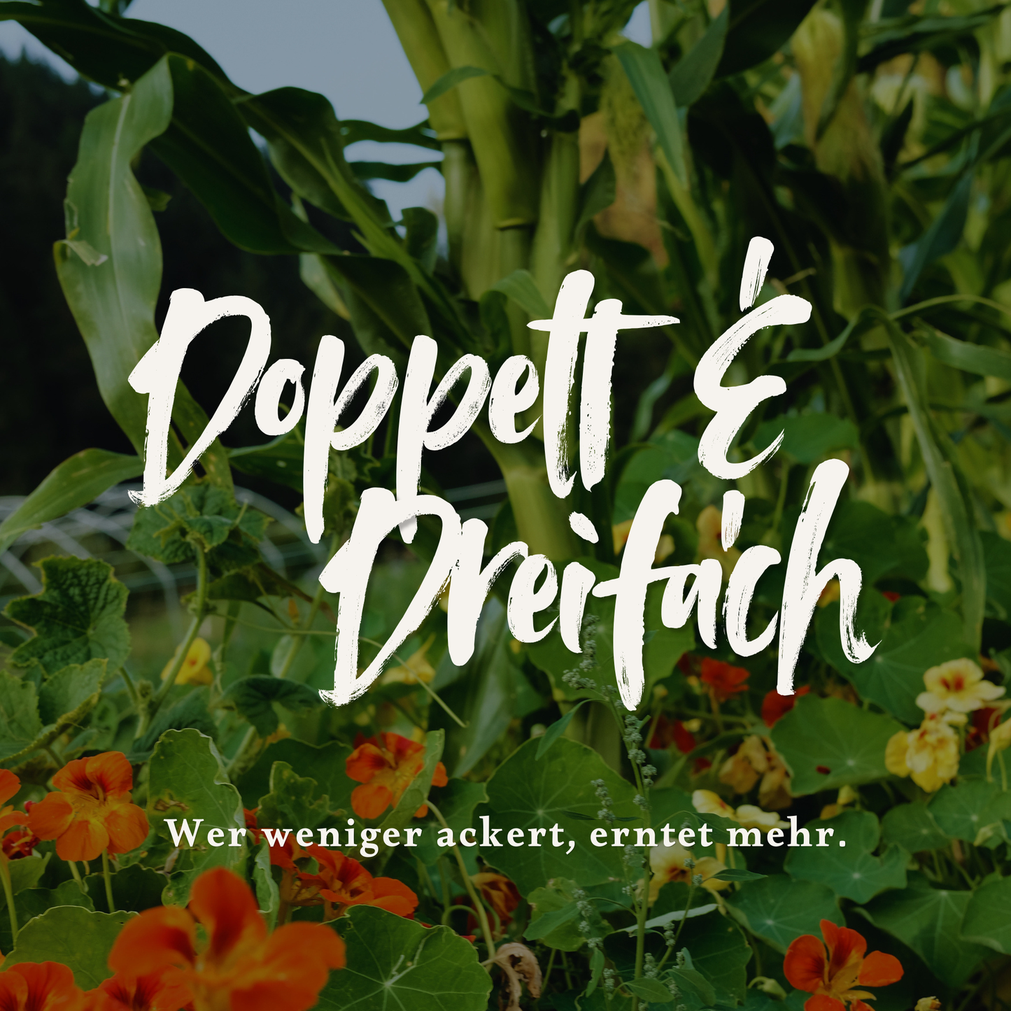 Doppelt & Dreifach