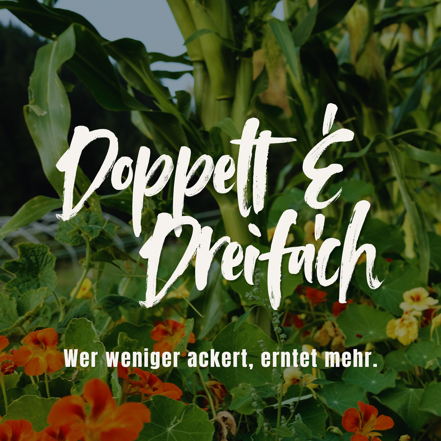 Doppelt & Dreifach