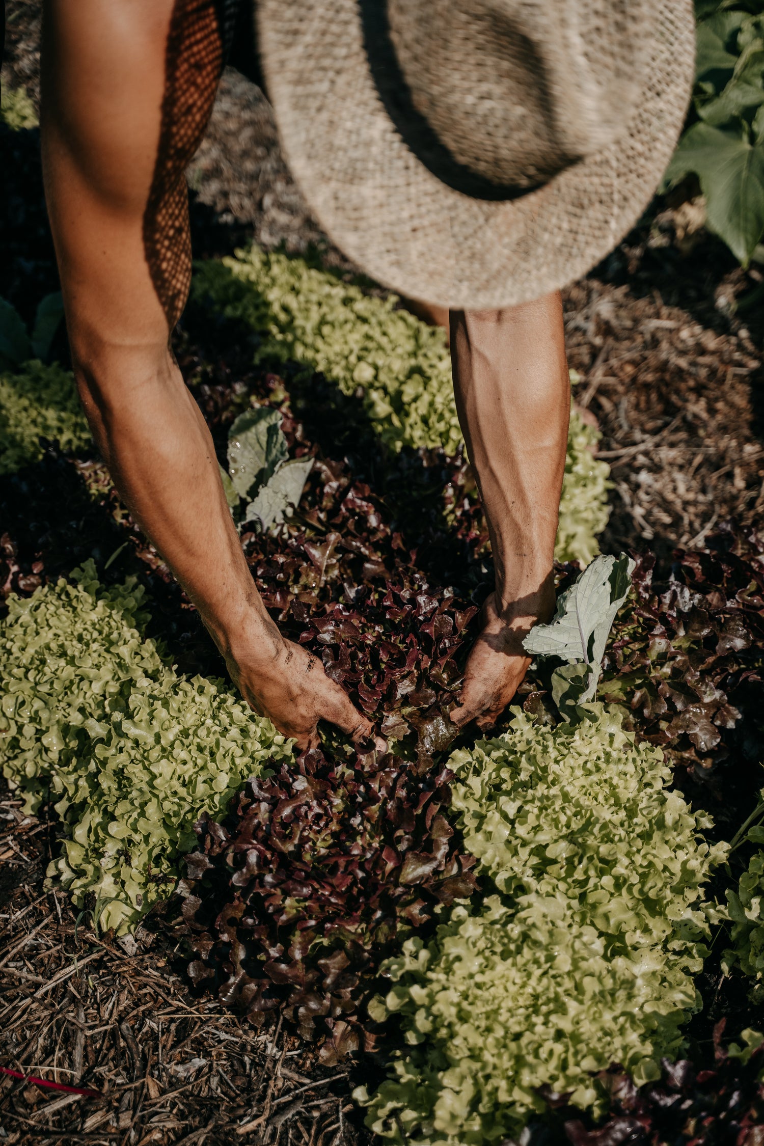 0rrdj6-0s.myshopify.com image