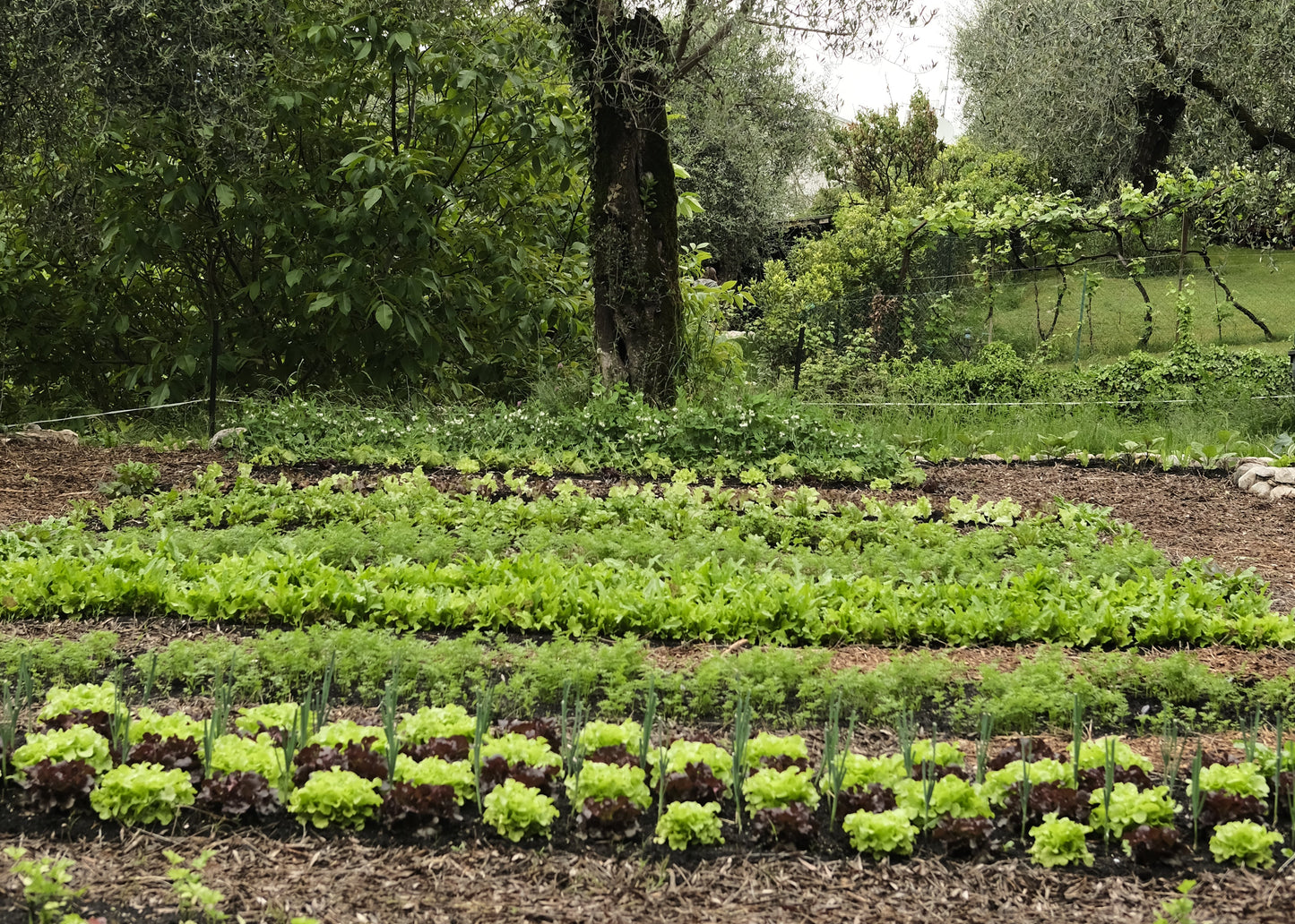 Naturnah. • Erfolgreich gärtnern - ohne Chemie