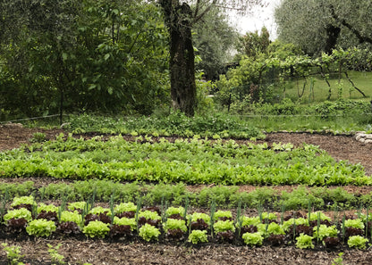 Naturnah. • Erfolgreich gärtnern - ohne Chemie