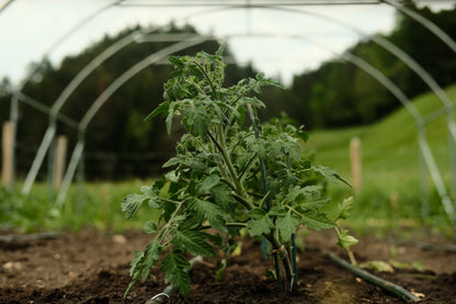 Naturnah. • Erfolgreich gärtnern - ohne Chemie