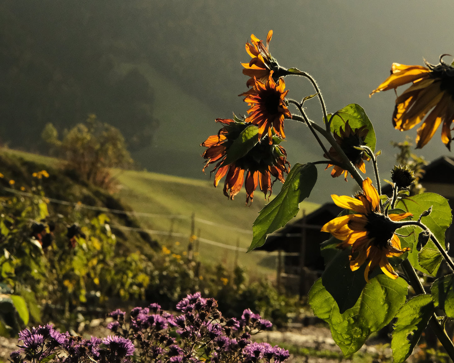 Naturnah. • Mentoring