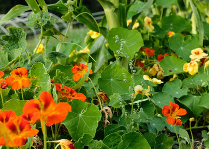 Naturnah. • Erfolgreich gärtnern - ohne Chemie