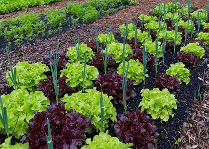 Naturnah. • Erfolgreich gärtnern - ohne Chemie