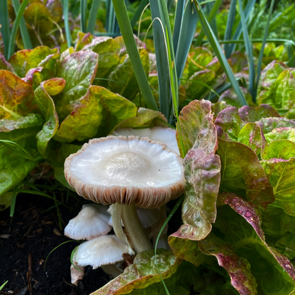 Die Gemüsegarten Masterclass