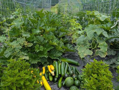 Naturnah. • Erfolgreich gärtnern - ohne Chemie